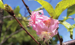 カンヒザクラ（寒緋桜）