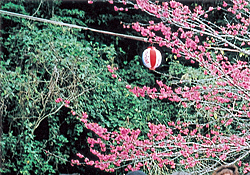 1/29石平-桜の花にさそわれて山原へ