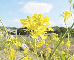菜の花