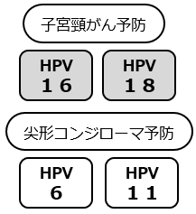 HPV16・HPV18(子宮頸がん予防)。HPV6・HPV11(尖形コンジローマ予防)。