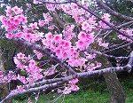 中城公園内の寒緋桜（カンヒザクラ）の写真